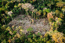 foto de Amazonas